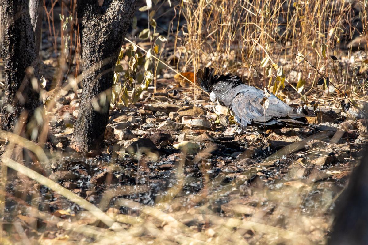 Red-tailed black cockatoo (Calyptorhynchus banksii)