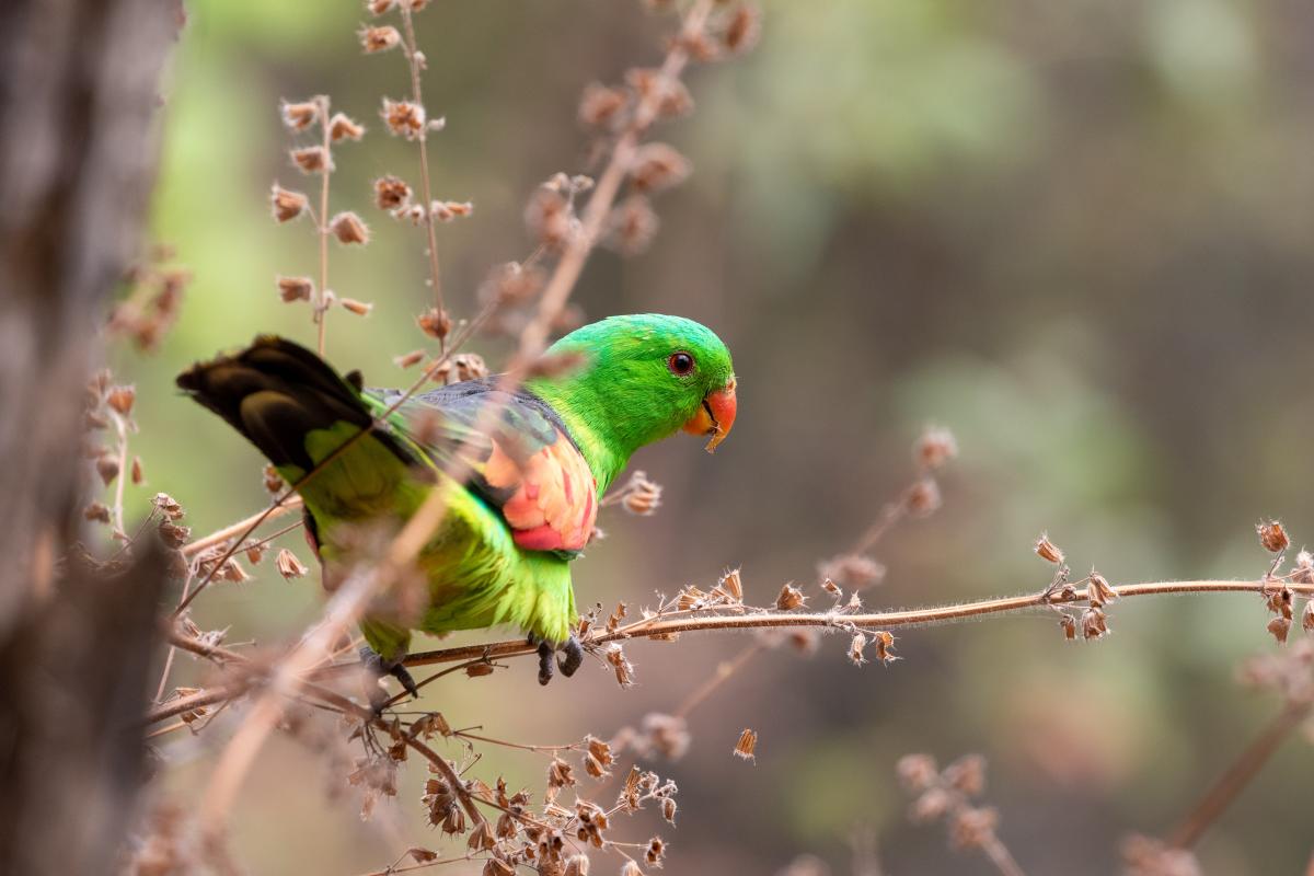 Red-winged parrot (Aprosmictus erythropterus), Nitmiluk, Nitmiluk, Northern Territory, Australia, 2019-05-11 Red-winged parrot (Aprosmictus erythropterus)