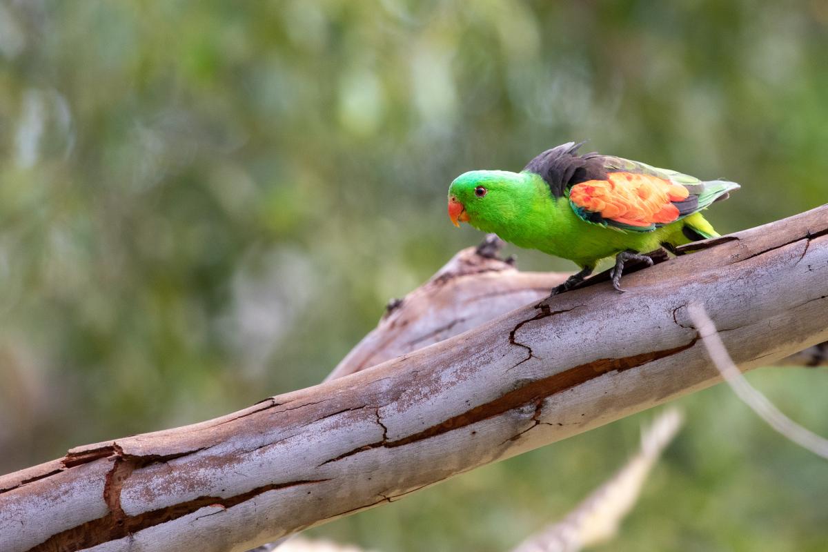 Red-winged parrot (Aprosmictus erythropterus), Nitmiluk, Nitmiluk, Northern Territory, Australia, 2019-05-11 Red-winged parrot (Aprosmictus erythropterus)