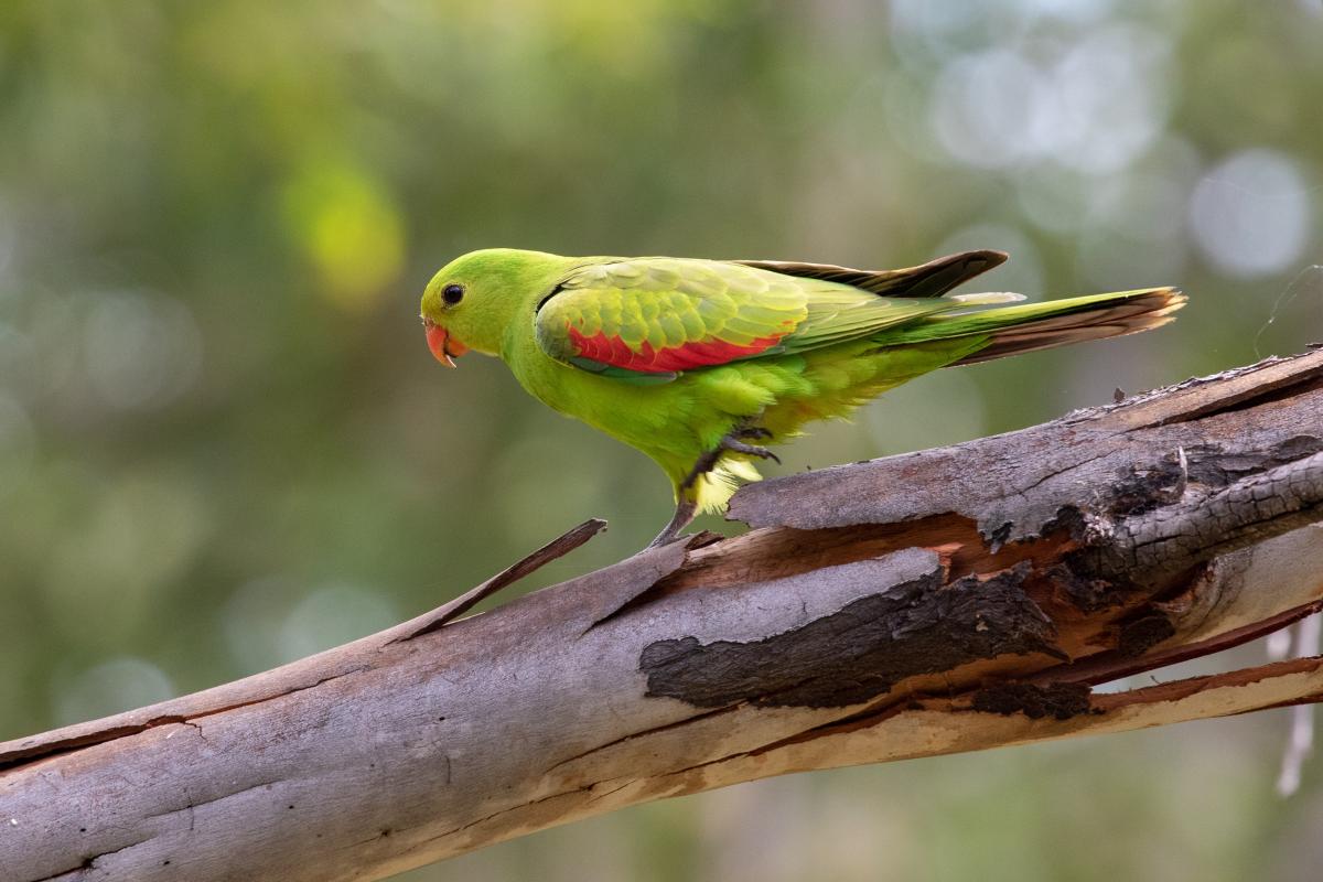 Red-winged parrot (Aprosmictus erythropterus), Nitmiluk, Nitmiluk, Northern Territory, Australia, 2019-05-11 Red-winged parrot (Aprosmictus erythropterus)