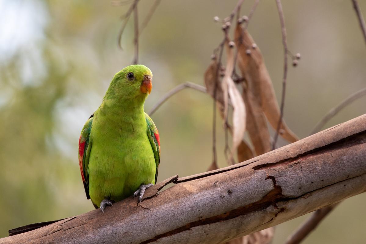 Red-winged parrot (Aprosmictus erythropterus), Nitmiluk, Nitmiluk, Northern Territory, Australia, 2019-05-11 Red-winged parrot (Aprosmictus erythropterus)