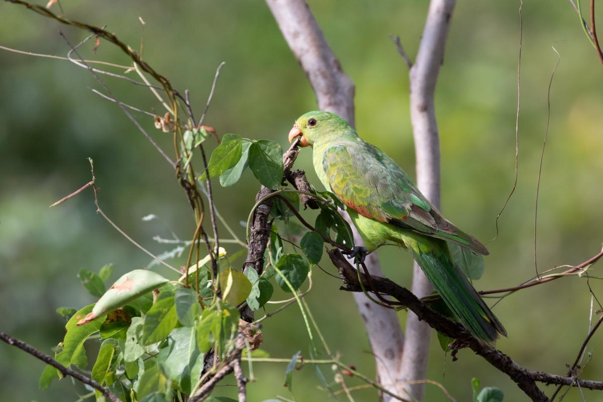 Red-winged parrot (Aprosmictus erythropterus), Mount Bundey, Marrakai, Northern Territory, Australia, 2019-05-16 Red-winged parrot (Aprosmictus erythropterus)
