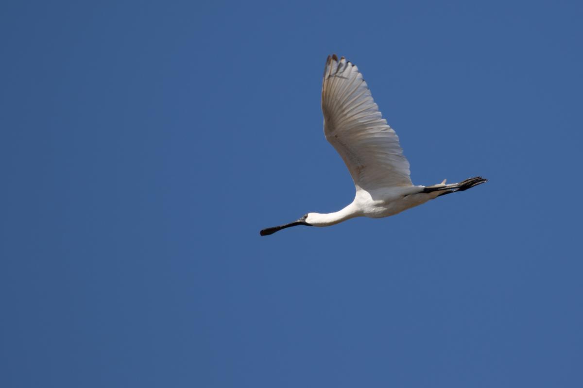 Royal Spoonbill (Platalea regia)