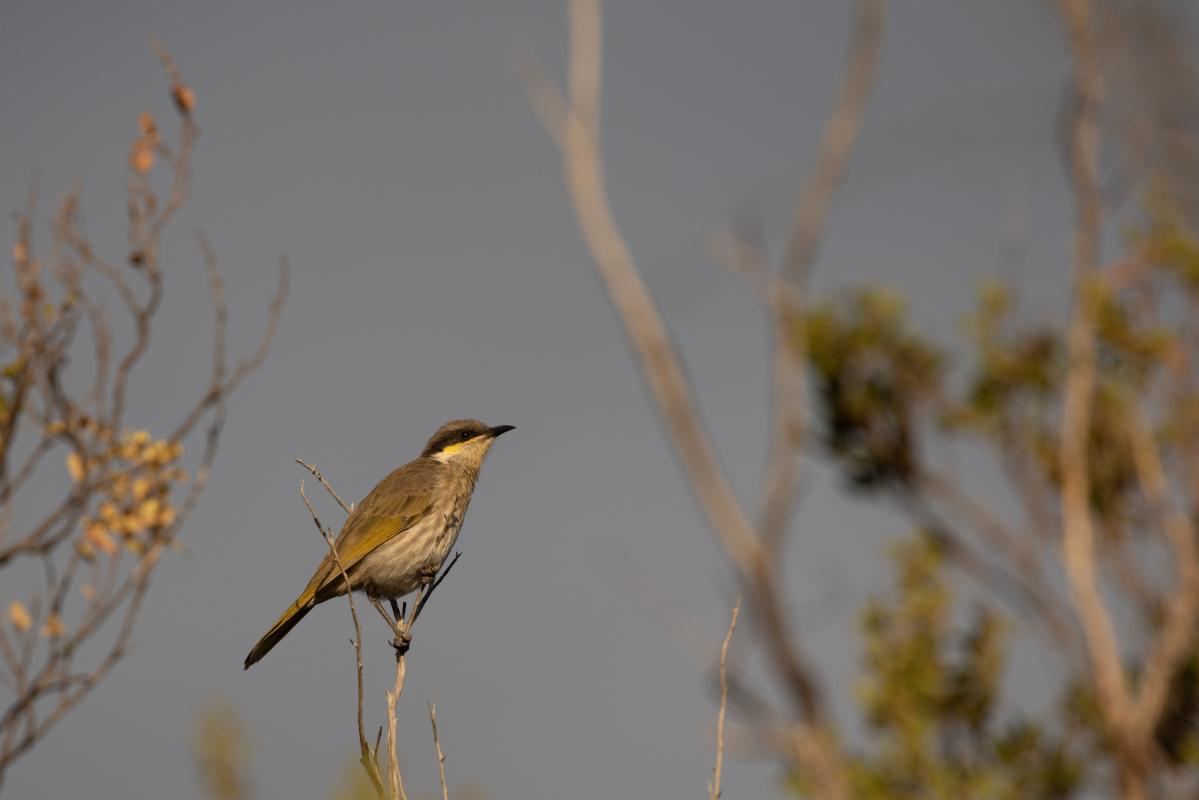 Singing Honeyeater (Lichenostomus virescens), St Leonards, Victoria, Australia, 2019-04-07 Singing Honeyeater (Lichenostomus virescens)