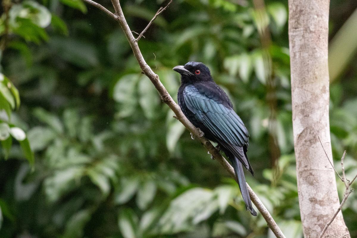 Spangled Drongo (Dicrurus bracteatus)