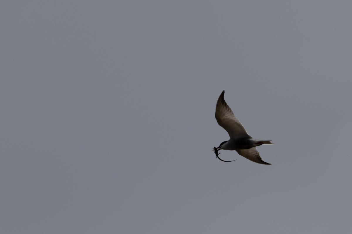 Whiskered tern (Chlidonias hybrida)