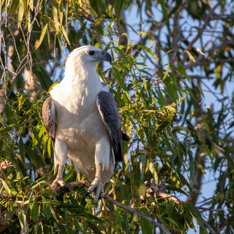 White-bellied Sea Eagle (Haliaeetus leucogaster), Kakadu, Kakadu, Northern Territory, Australia, 2019-05-15 White-bellied Sea Eagle (Haliaeetus leucogaster)
