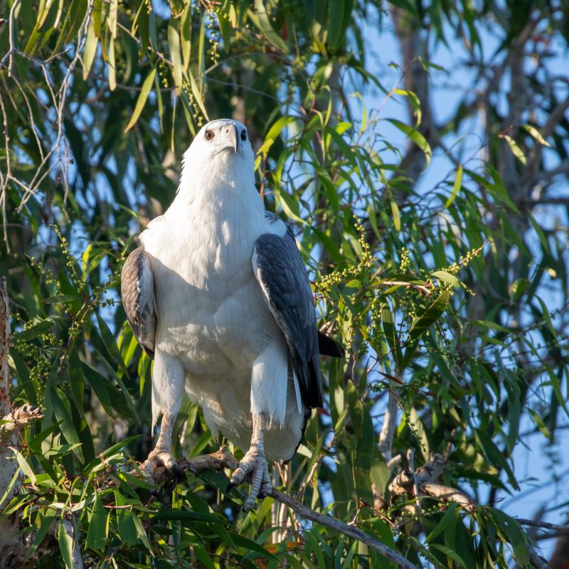 White-bellied Sea Eagle (Haliaeetus leucogaster), Kakadu, Kakadu, Northern Territory, Australia, 2019-05-15 White-bellied Sea Eagle (Haliaeetus leucogaster)