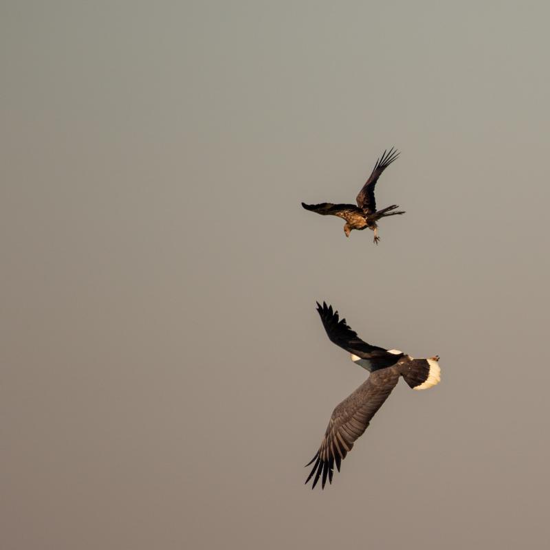 White-bellied Sea Eagle (Haliaeetus leucogaster), Kakadu, Kakadu, Northern Territory, Australia, 2019-05-16 White-bellied Sea Eagle (Haliaeetus leucogaster)