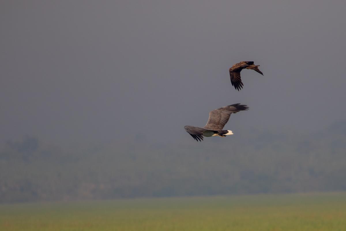 White-bellied Sea Eagle (Haliaeetus leucogaster), Kakadu, Kakadu, Northern Territory, Australia, 2019-05-16 White-bellied Sea Eagle (Haliaeetus leucogaster)