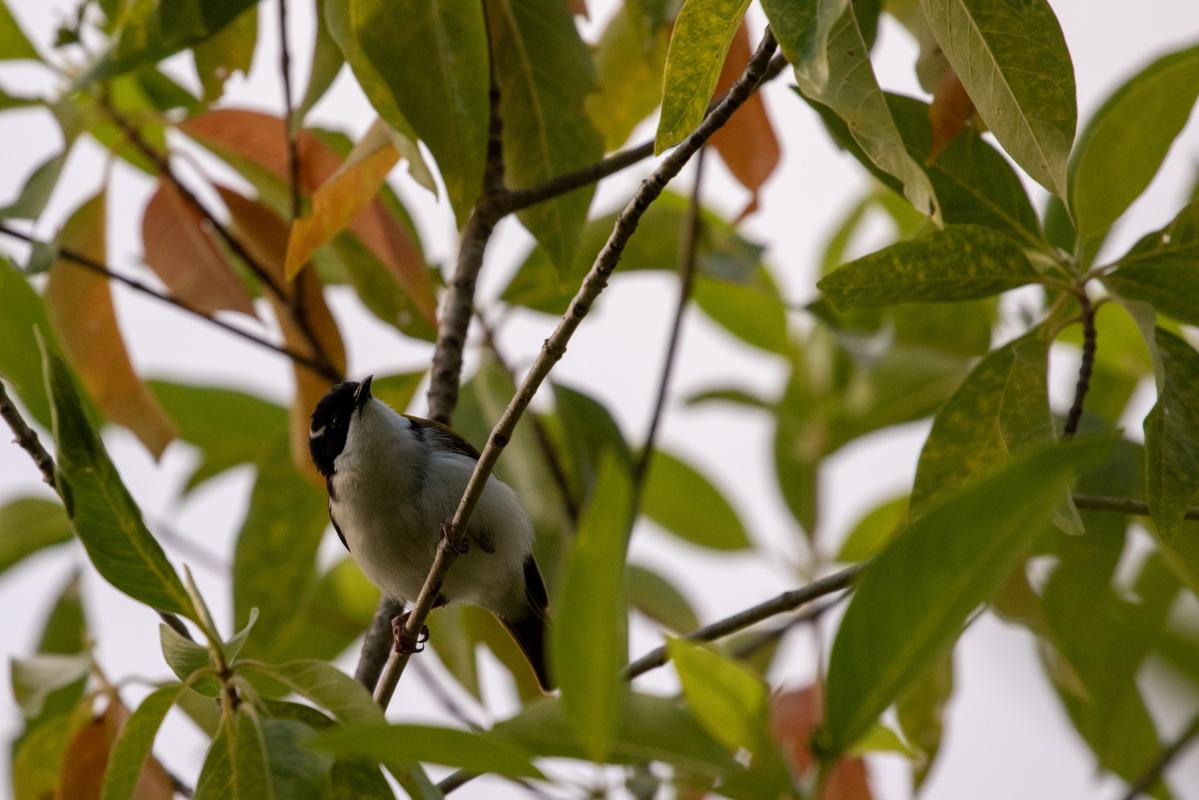 White-throated honeyeater (Melithreptus albogularis), Mataranka, Mataranka, Northern Territory, Australia, 2019-05-11 White-throated honeyeater (Melithreptus albogularis)