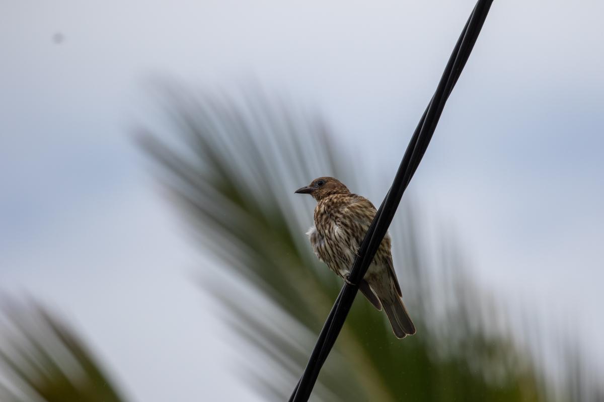 Australasian Figbird (Sphecotheres vieilloti), Byron Bay, New South Wales, Australia, 2020-01-26 Australasian Figbird (Sphecotheres vieilloti)