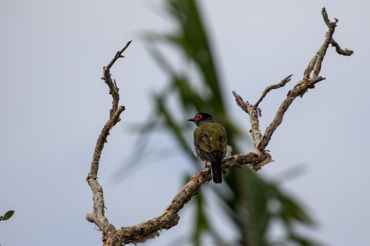 Australasian Figbird (Sphecotheres vieilloti), Byron Bay, New South Wales, Australia, 2020-01-26 Australasian Figbird (Sphecotheres vieilloti)
