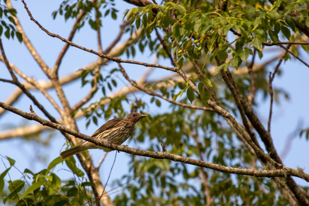 Australasian Figbird (Sphecotheres vieilloti), Rocky Creek Dam, Dunoon, New South Wales, Australia, 2020-02-07 Australasian Figbird (Sphecotheres vieilloti)