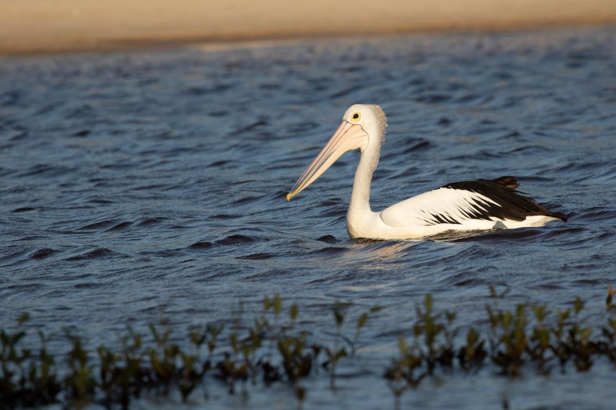 Australian Pelican (Pelecanus conspicillatus)