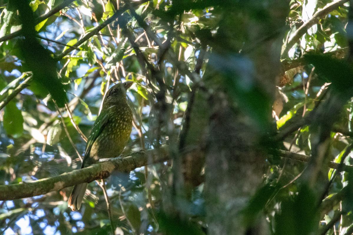 Green catbird (Ailuroedus crassirostris), Booyong Nature Reserve, Booyong, New South Wales, Australia, 2020-02-02 Green catbird (Ailuroedus crassirostris)