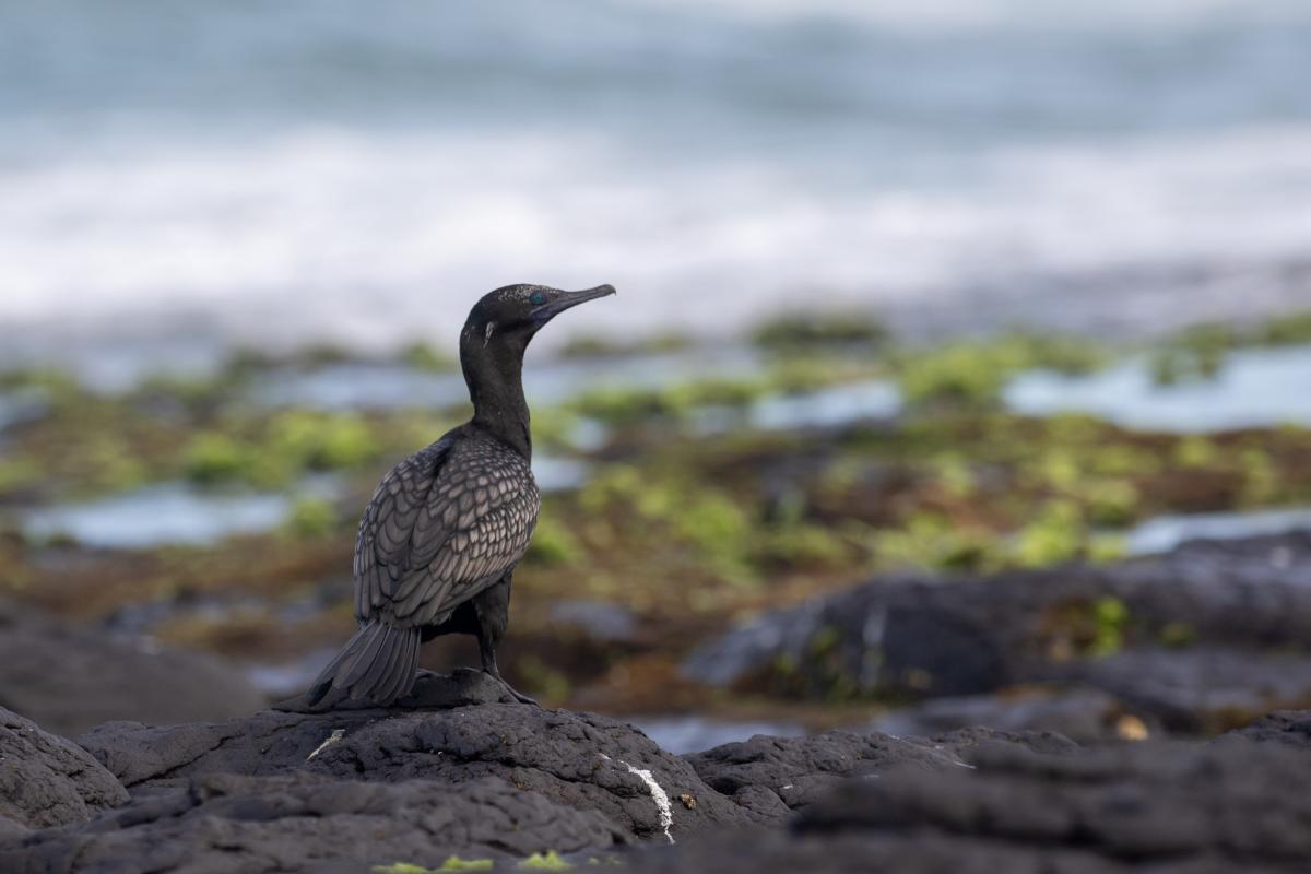 Little Black Cormorant (Phalacrocorax sulcirostris), Skennars Head, Skennars Head, New South Wales, Australia, 2020-02-01 Little Black Cormorant (Phalacrocorax sulcirostris)