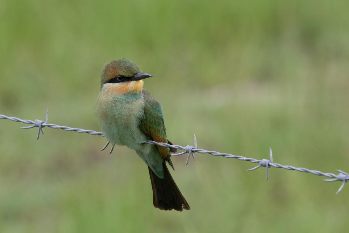 Rainbow bee-eater (Merops ornatus)