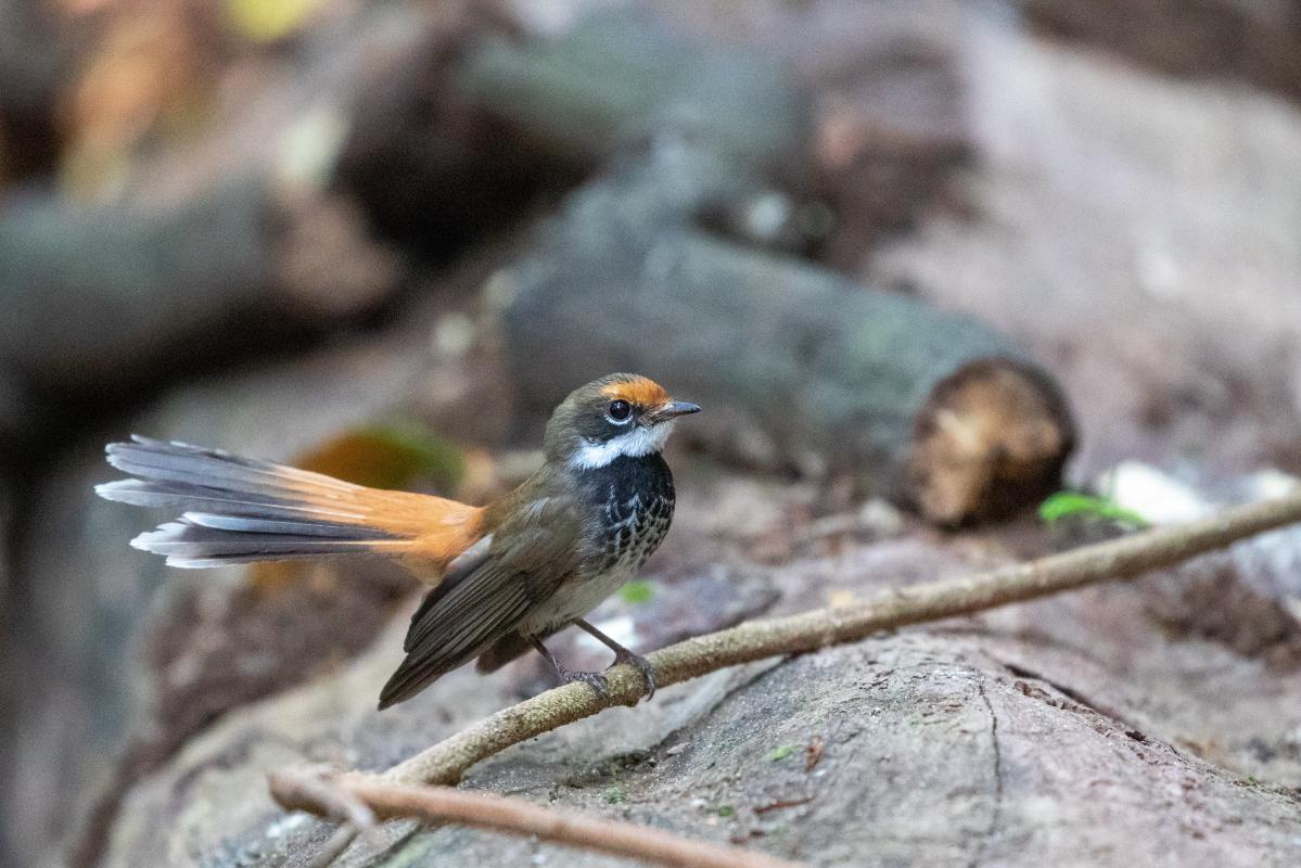 Rufous Fantail (Rhipidura rufifrons)