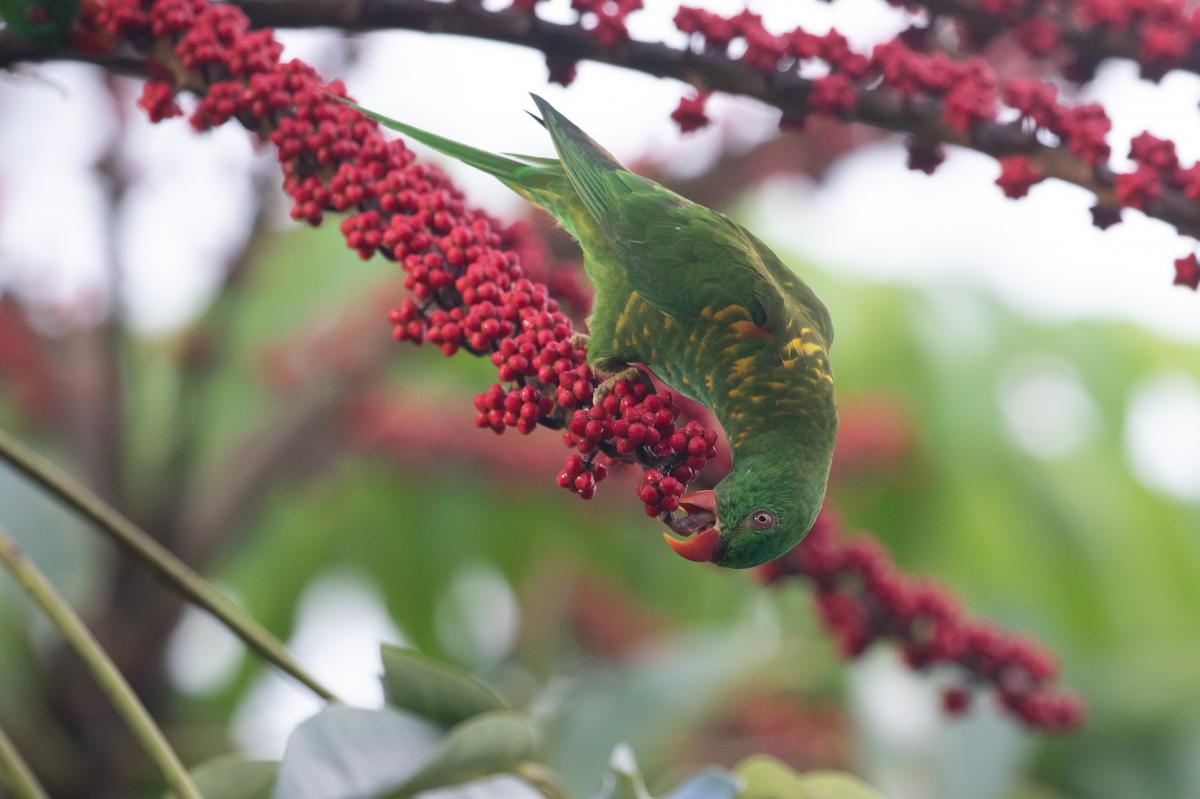 Scaly-breasted Lorikeet (Trichoglossus chlorolepidotus)