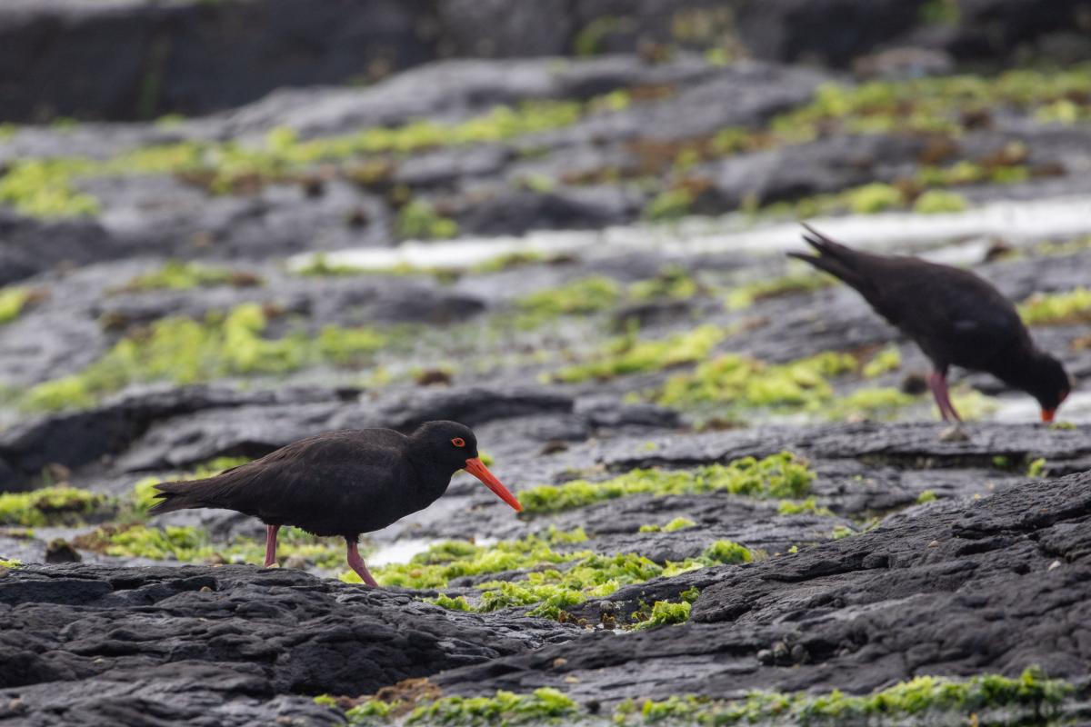 Sooty Oystercatcher (Haematopus fuliginosus)