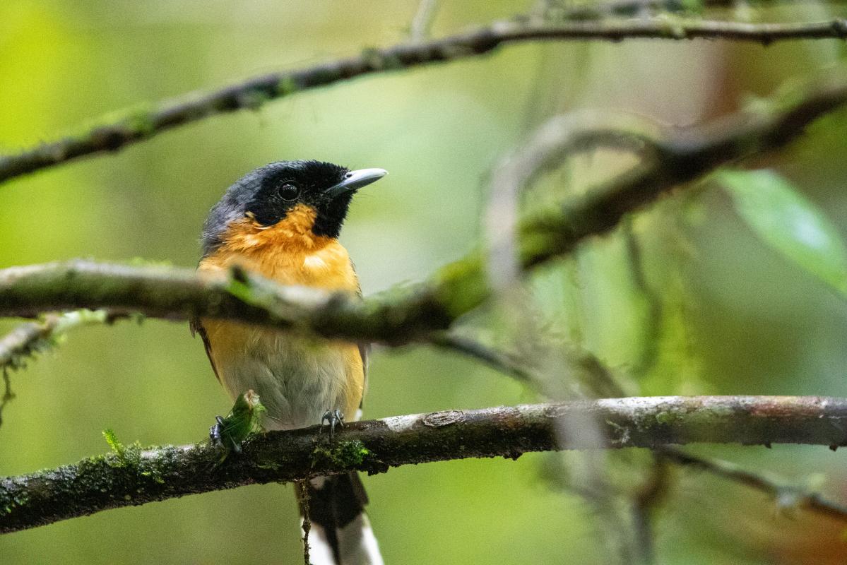 Spectacled monarch (Symposiachrus trivirgatus), Rocky Creek Dam, Dunoon, New South Wales, Australia, 2020-02-14 Spectacled monarch (Symposiachrus trivirgatus)