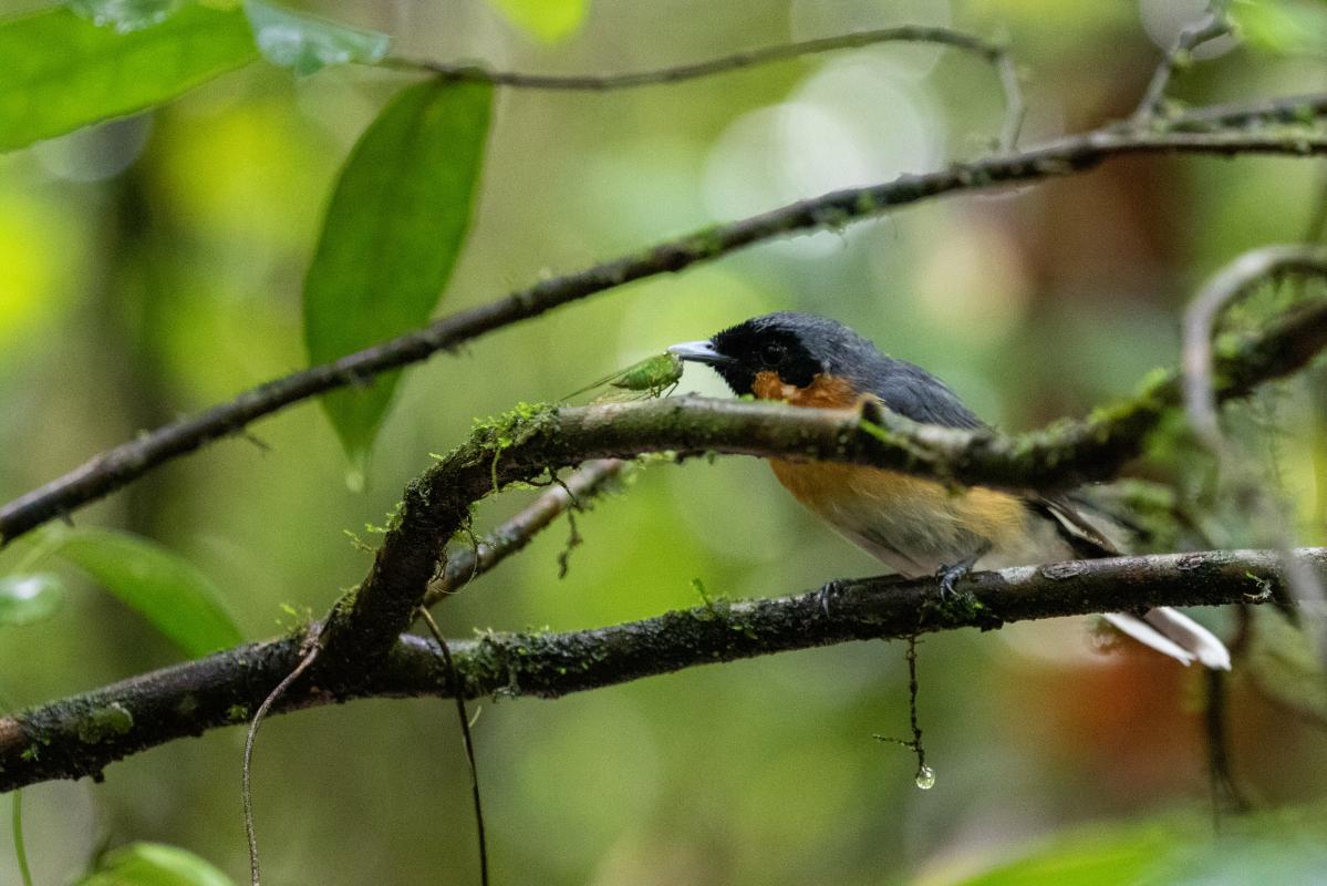 Spectacled monarch (Symposiachrus trivirgatus), Rocky Creek Dam, Dunoon, New South Wales, Australia, 2020-02-14 Spectacled monarch (Symposiachrus trivirgatus)