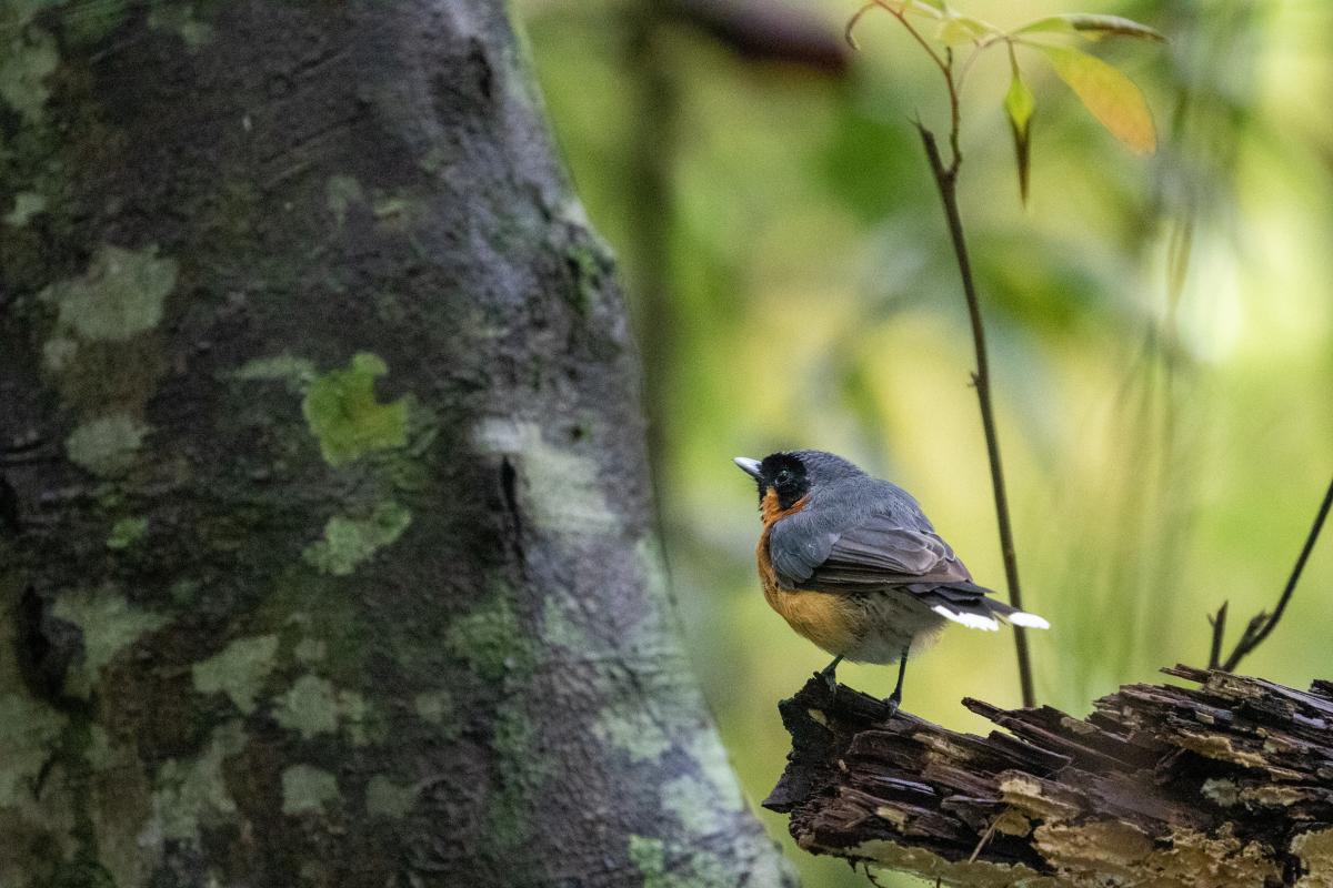 Spectacled monarch (Symposiachrus trivirgatus), Rocky Creek Dam, Dunoon, New South Wales, Australia, 2020-02-14 Spectacled monarch (Symposiachrus trivirgatus)