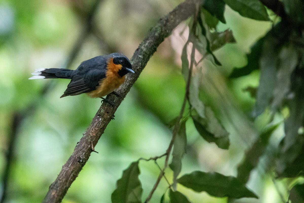 Spectacled monarch (Symposiachrus trivirgatus), Rocky Creek Dam, Dunoon, New South Wales, Australia, 2020-02-14 Spectacled monarch (Symposiachrus trivirgatus)