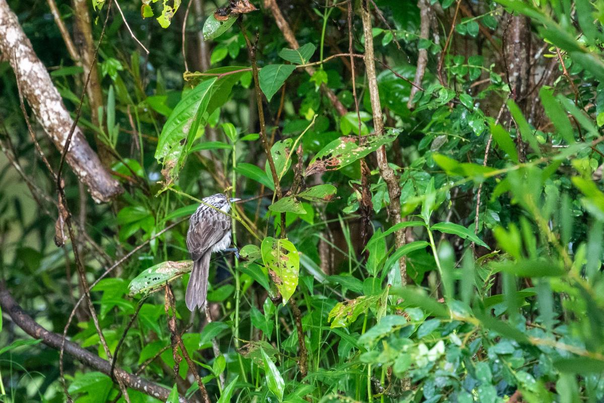 Striped honeyeater (Plectorhyncha lanceolata), Byron Wetlands, Byron Bay, New South Wales, Australia, 2020-02-11 Striped honeyeater (Plectorhyncha lanceolata)