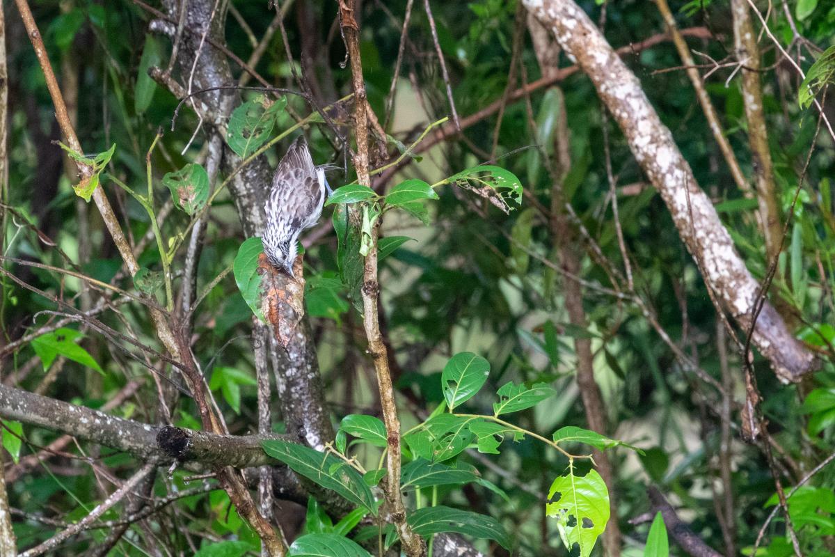 Striped honeyeater (Plectorhyncha lanceolata), Byron Wetlands, Byron Bay, New South Wales, Australia, 2020-02-11 Striped honeyeater (Plectorhyncha lanceolata)