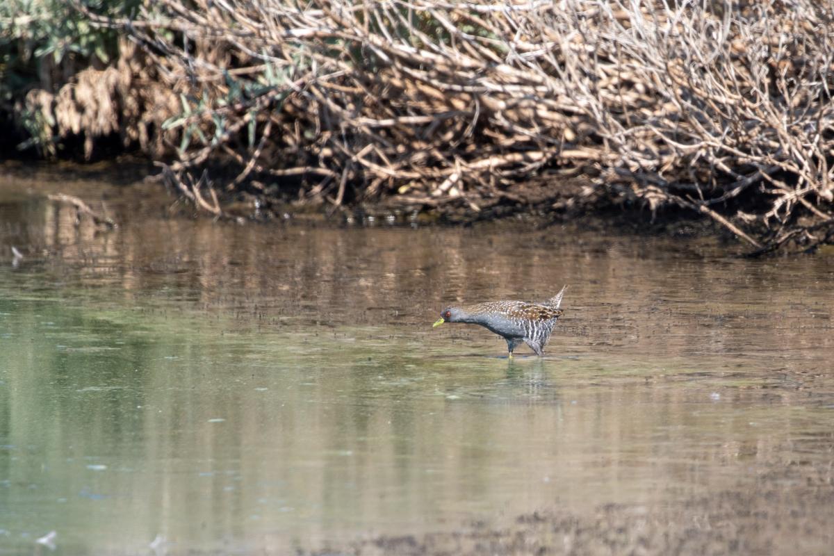 Australian Crake (Porzana fluminea)