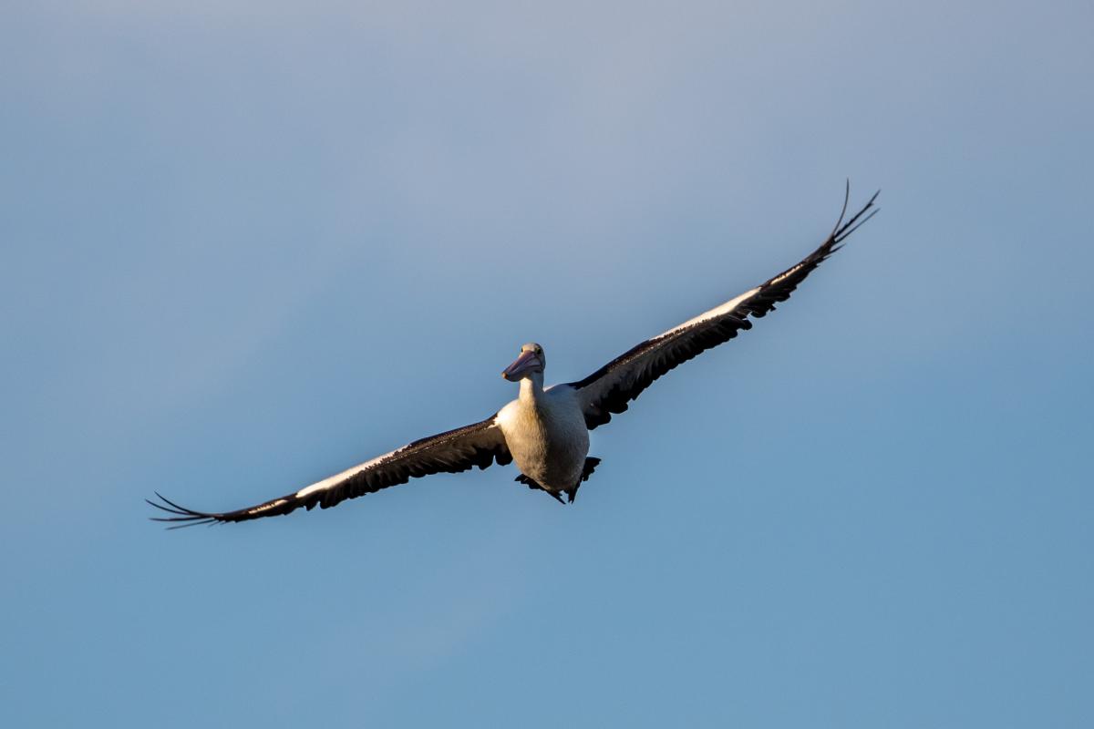 Australian Pelican (Pelecanus conspicillatus)