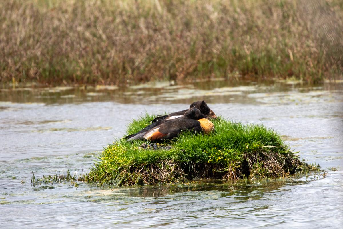 Australian Shelduck (Tadorna tadornoides), Melbourne, Bittern, Victoria, Australia, 2021-10-24 Australian Shelduck (Tadorna tadornoides)