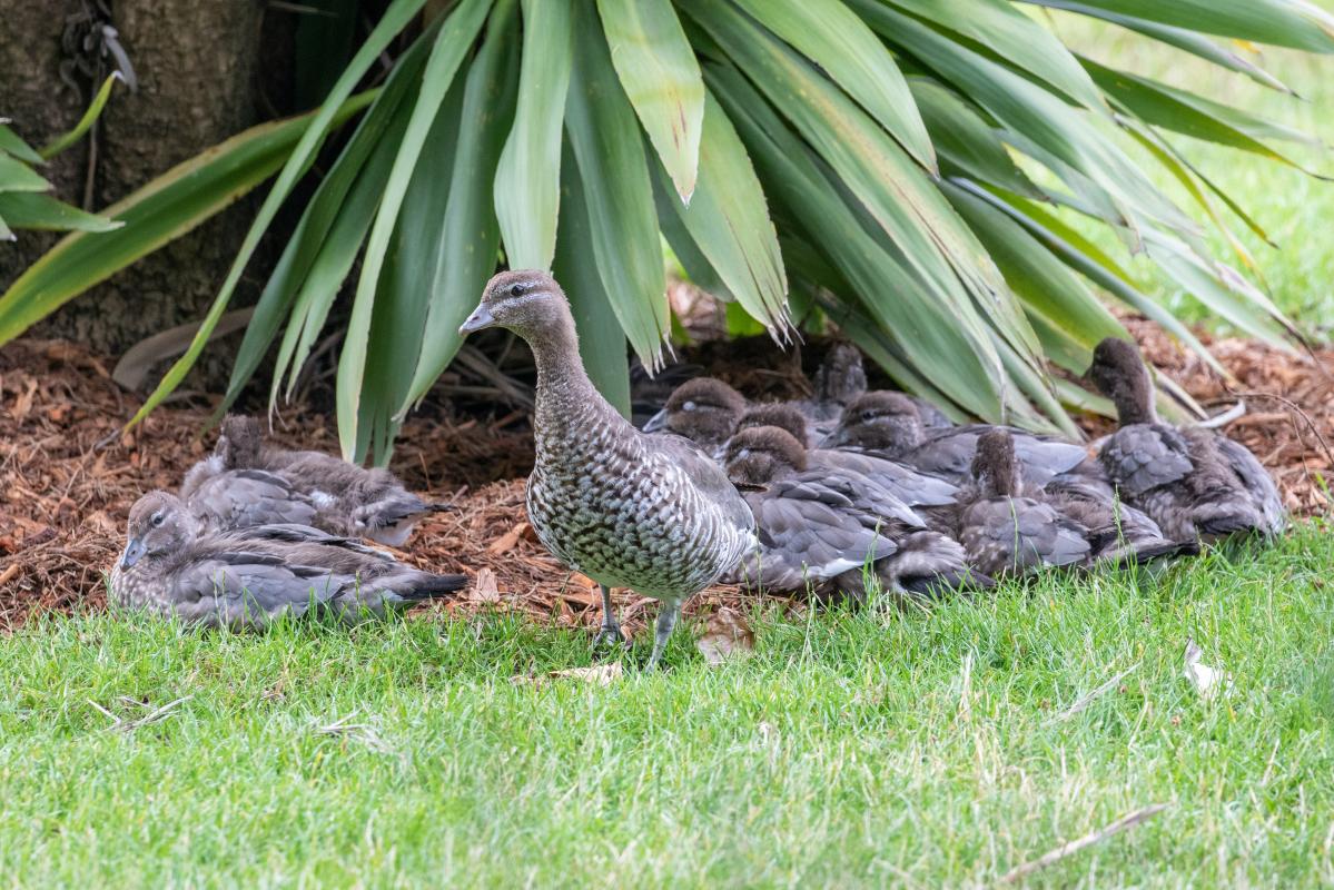 Australian Wood Duck (Chenonetta jubata)