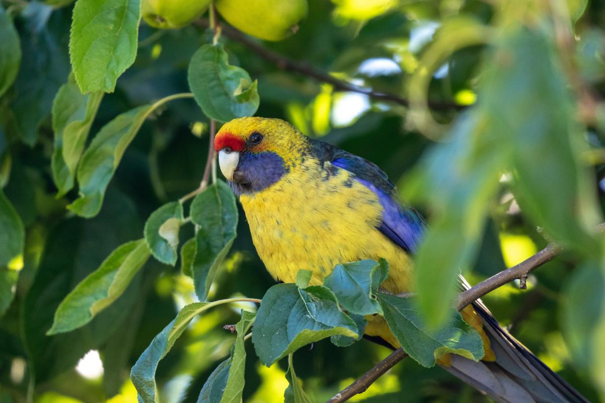 Green rosella (Platycercus caledonicus)