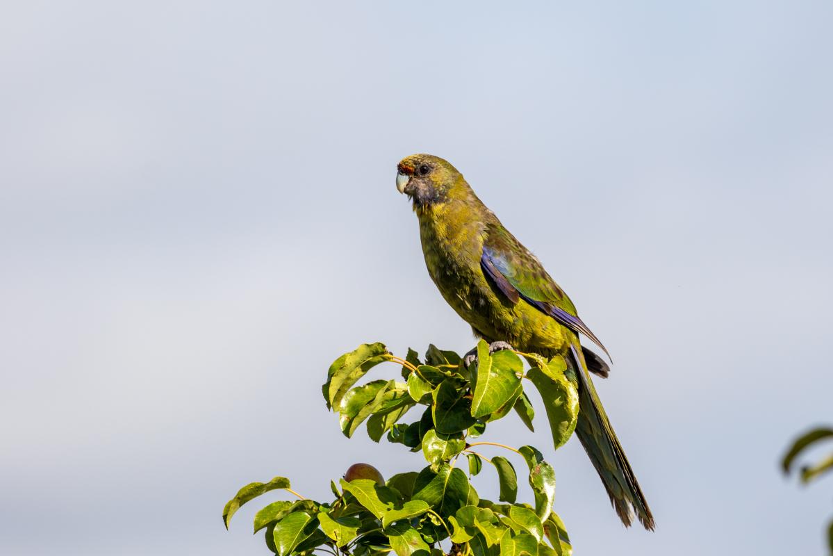 Green rosella (Platycercus caledonicus)