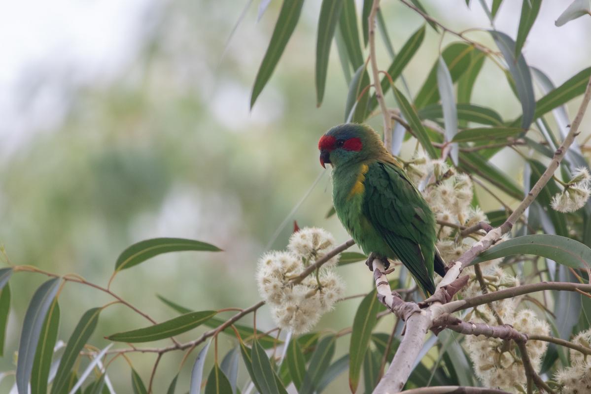 Musk Lorikeet (Glossopsitta concinna), Elwood Canal/Glen Huntly Rd (Elw, Elwood, Victoria, Australia, 2021-02-02 Musk Lorikeet (Glossopsitta concinna)