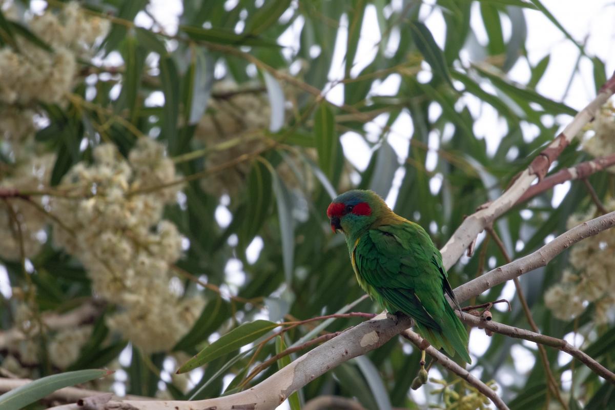 Musk Lorikeet (Glossopsitta concinna), Elwood Canal/Glen Huntly Rd (Elw, Elwood, Victoria, Australia, 2021-02-02 Musk Lorikeet (Glossopsitta concinna)