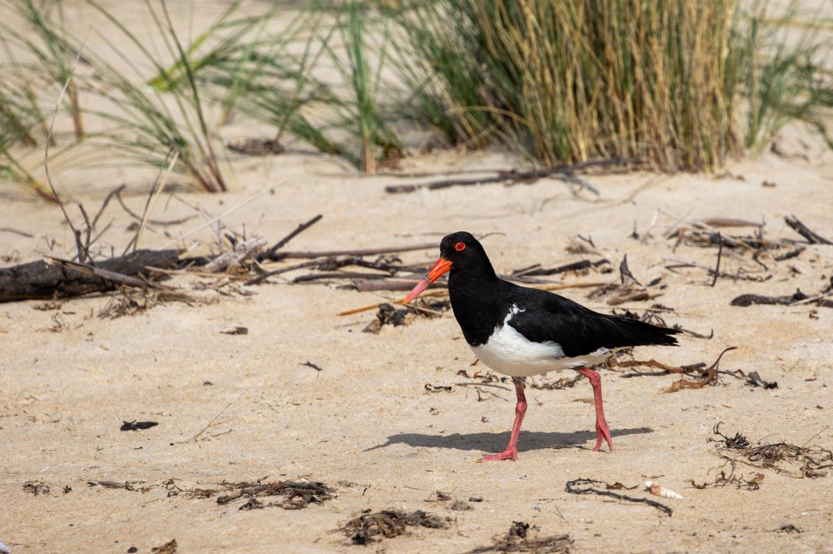 Pied Oystercatcher (Haematopus longirostris), Scamander, Scamander, Tasmania, Australia, 2021-01-02 Pied Oystercatcher (Haematopus longirostris)