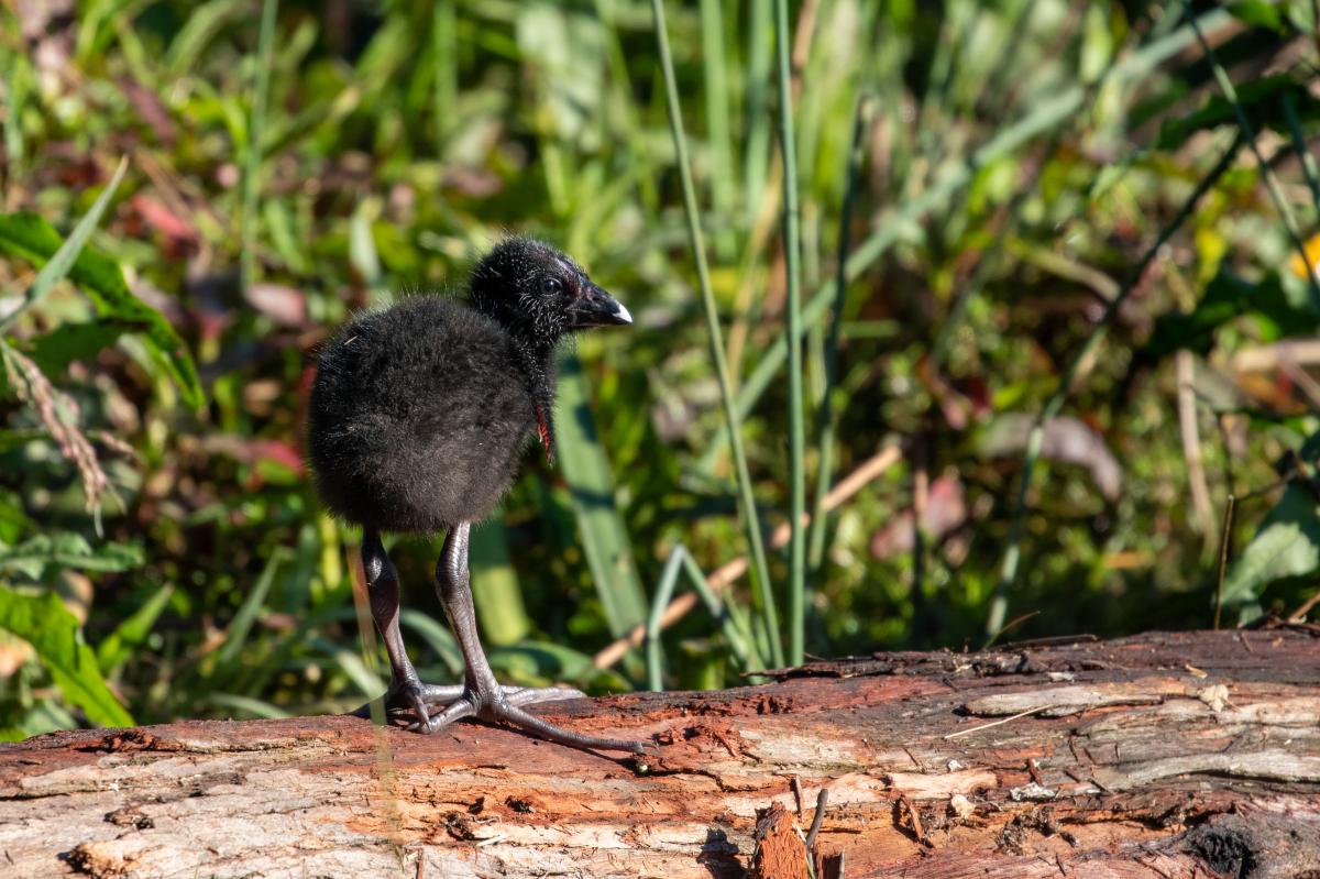 Purple Swamphen (Porphyrio porphyrio)