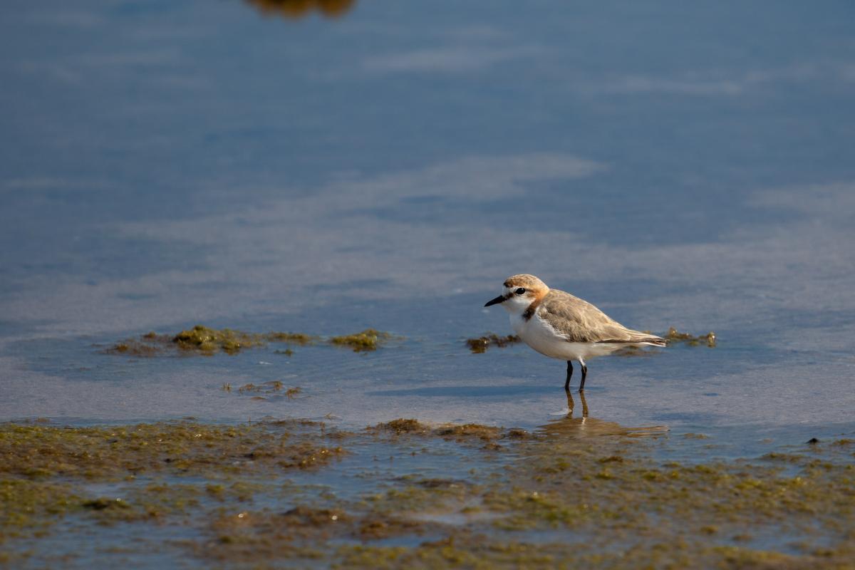 Red-capped Plover (Charadrius ruficapillus)