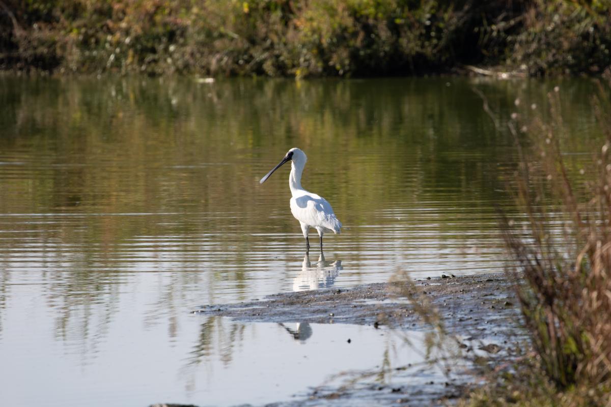 Royal Spoonbill (Platalea regia)