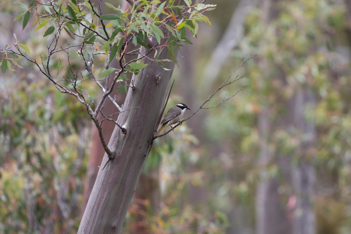 Strong-billed honeyeater (Melithreptus validirostris), Mount Field, Mount Field, Tasmania, Australia, 2021-01-06 Strong-billed honeyeater (Melithreptus validirostris)