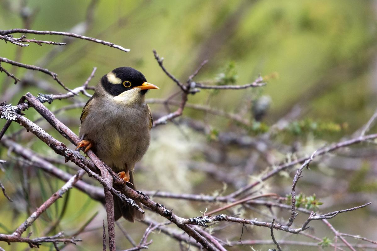 Strong-billed honeyeater (Melithreptus validirostris), Mount Field, Mount Field, Tasmania, Australia, 2021-01-06 Strong-billed honeyeater (Melithreptus validirostris)