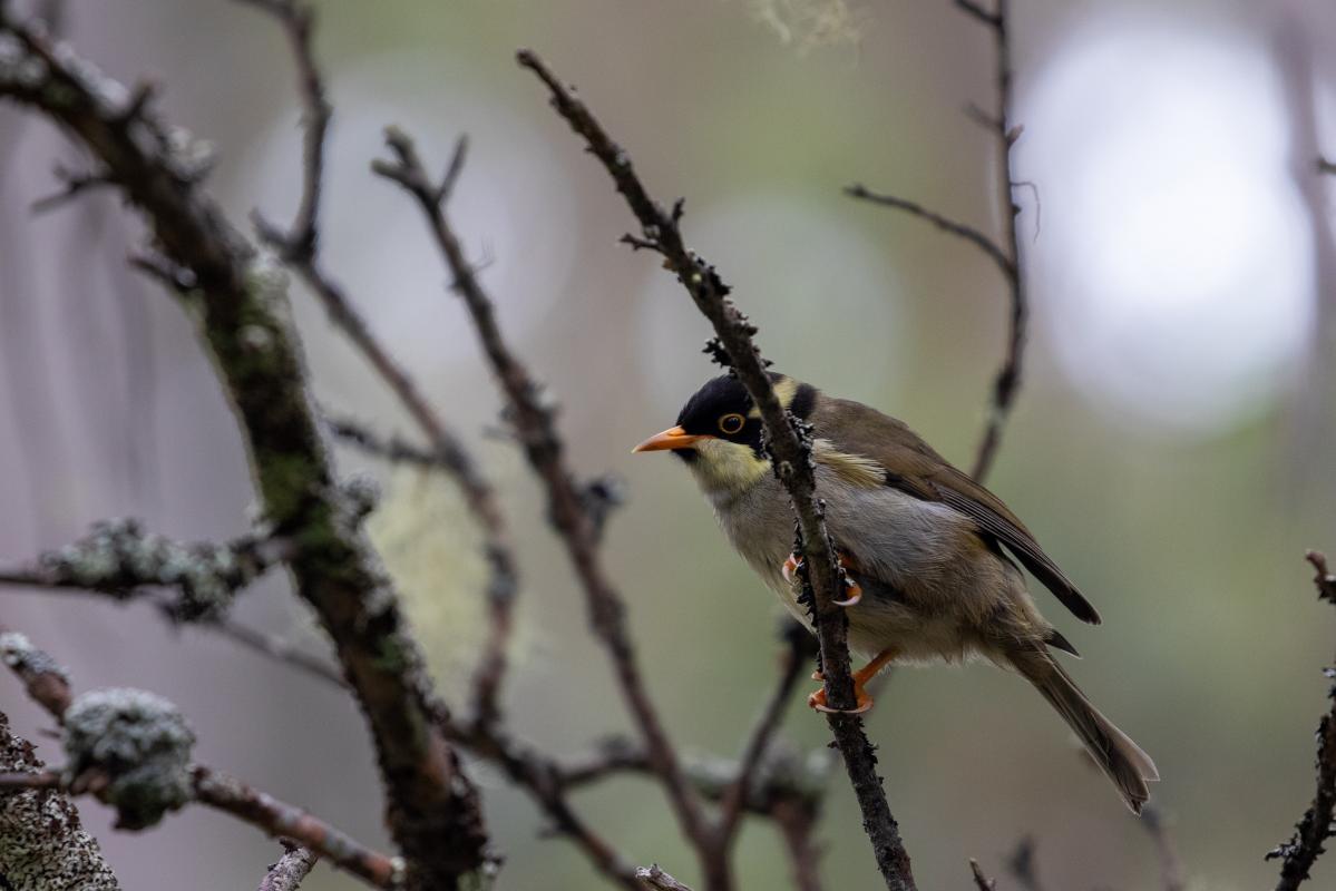 Strong-billed honeyeater (Melithreptus validirostris), Mount Field, Mount Field, Tasmania, Australia, 2021-01-06 Strong-billed honeyeater (Melithreptus validirostris)