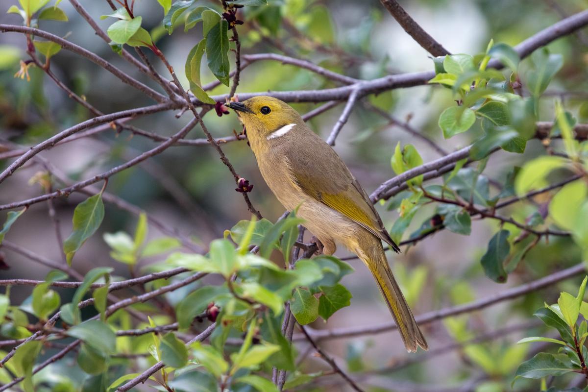 White-plumed Honeyeater (Lichenostomus penicillatus), Melbourne, Elwood, Victoria, Australia, 2021-10-01 White-plumed Honeyeater (Lichenostomus penicillatus)