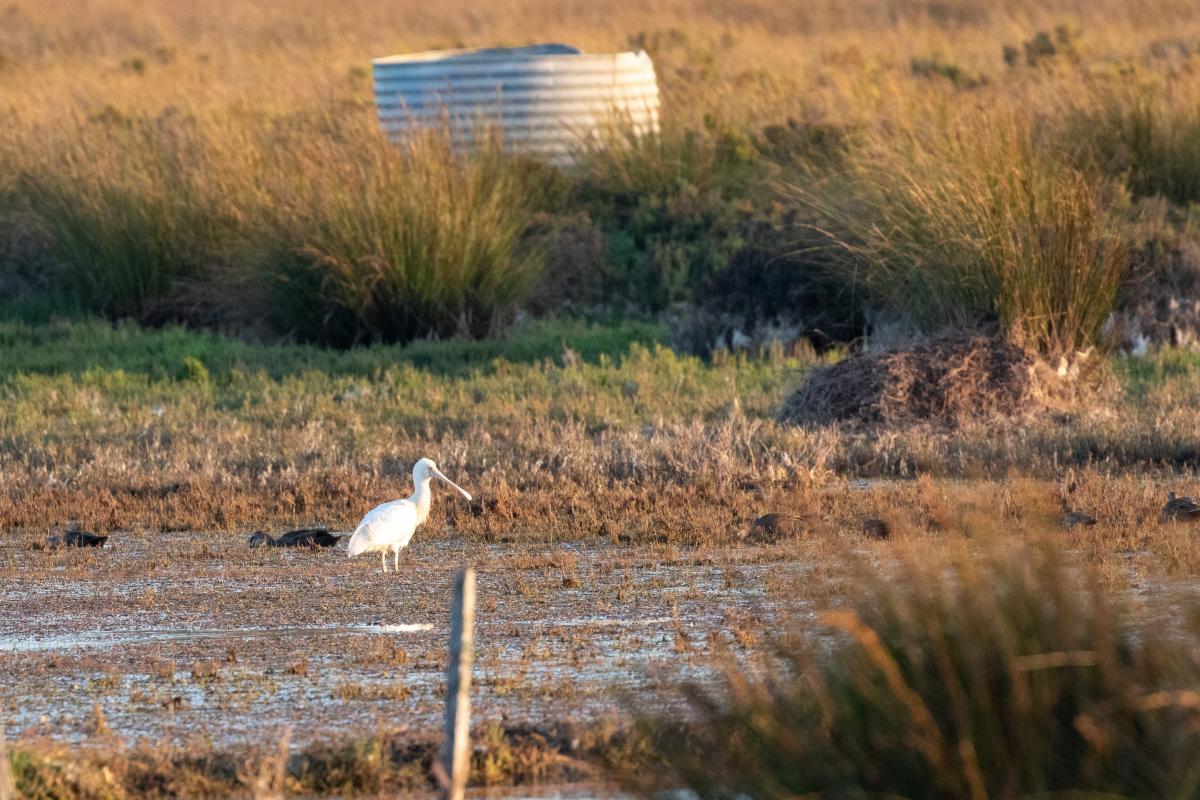 Yellow-billed Spoonbill (Platalea flavipes)