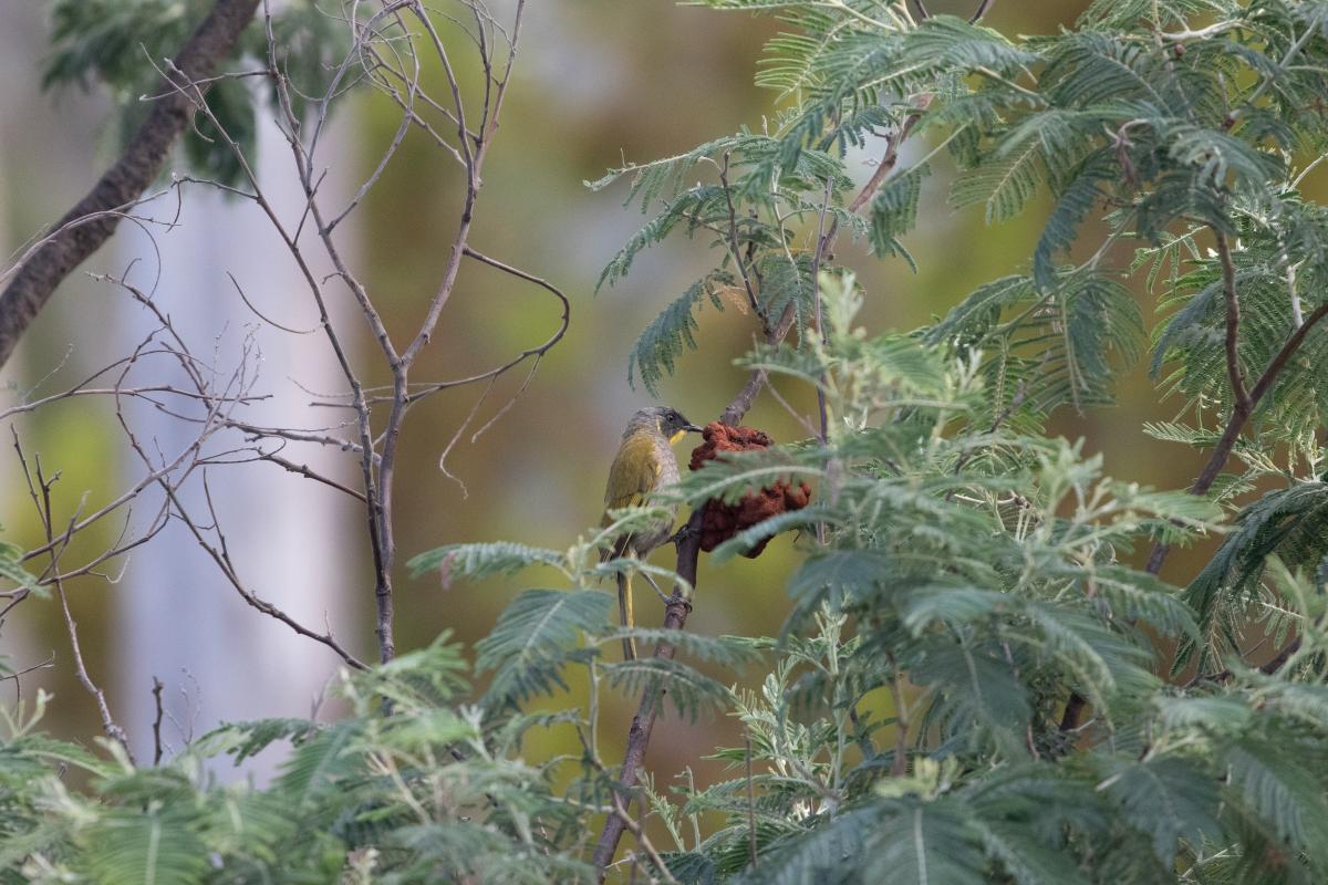 Yellow-throated honeyeater (Nesoptilotis flavicollis), West Hobart, West Hobart, Tasmania, Australia, 2021-01-04 Yellow-throated honeyeater (Nesoptilotis flavicollis)