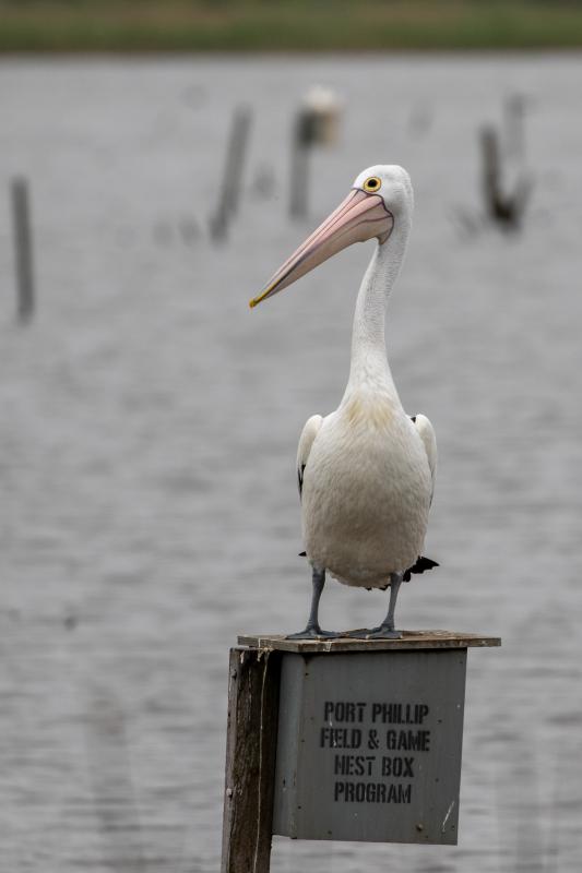 Australian Pelican (Pelecanus conspicillatus)
